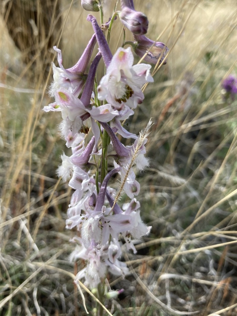 Organ Mountain Larkspur photo 8