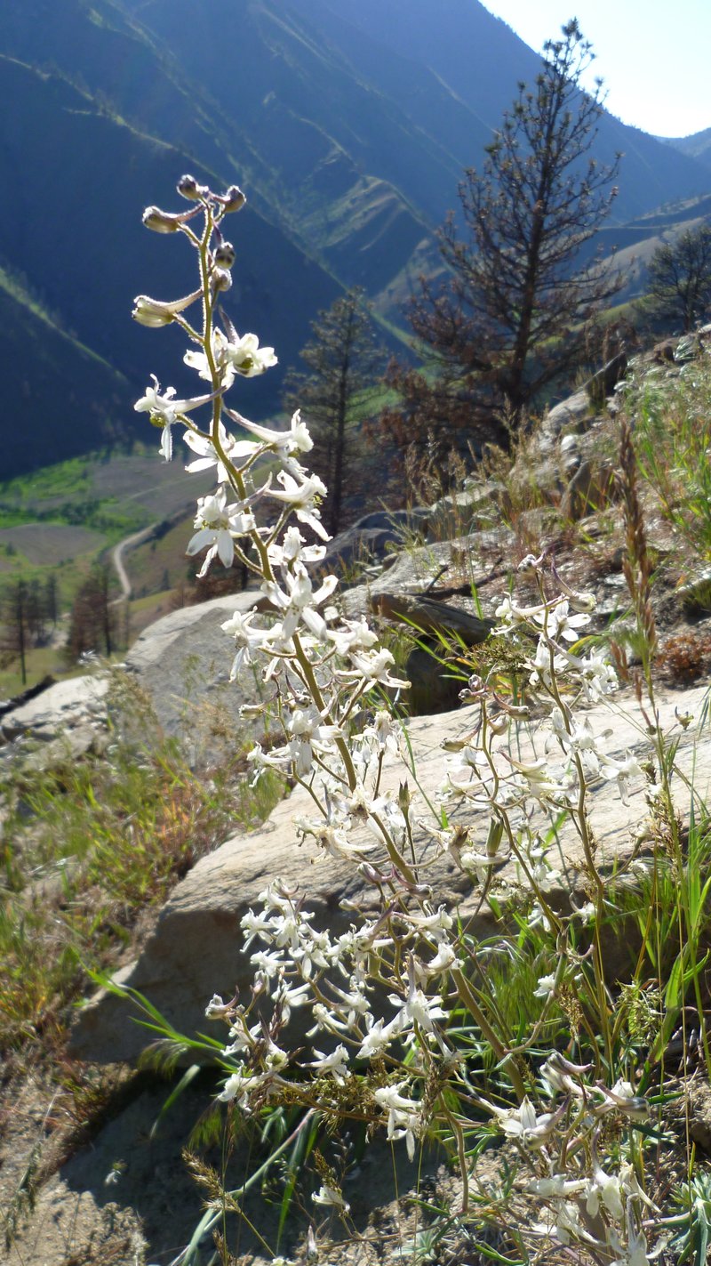 Yellow White Larkspur
