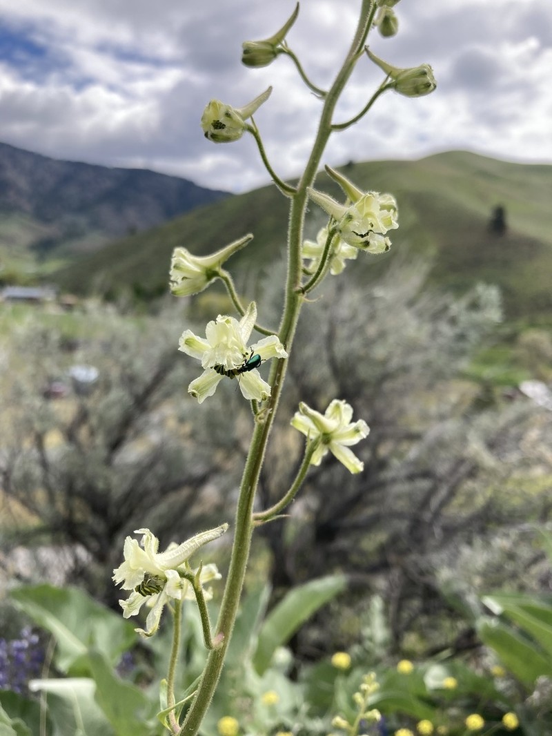 Yellow White Larkspur