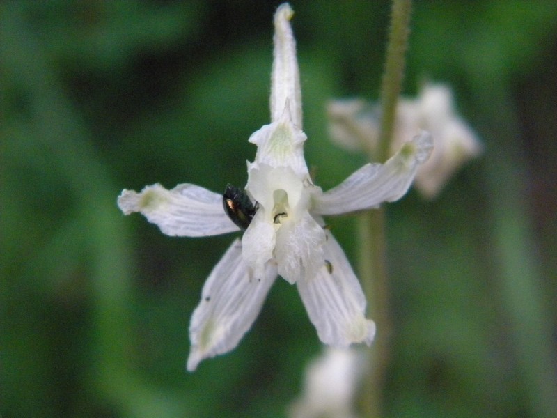 Yellow White Larkspur photo 2