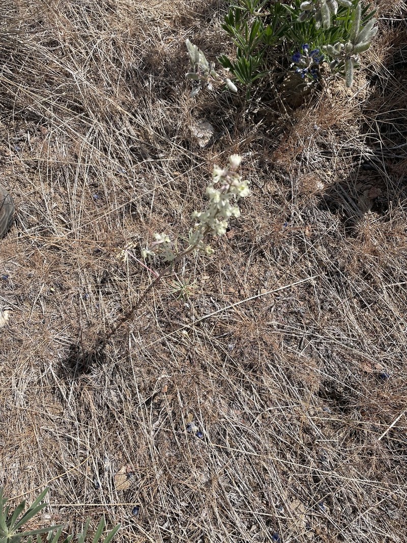 Yellow White Larkspur photo 3