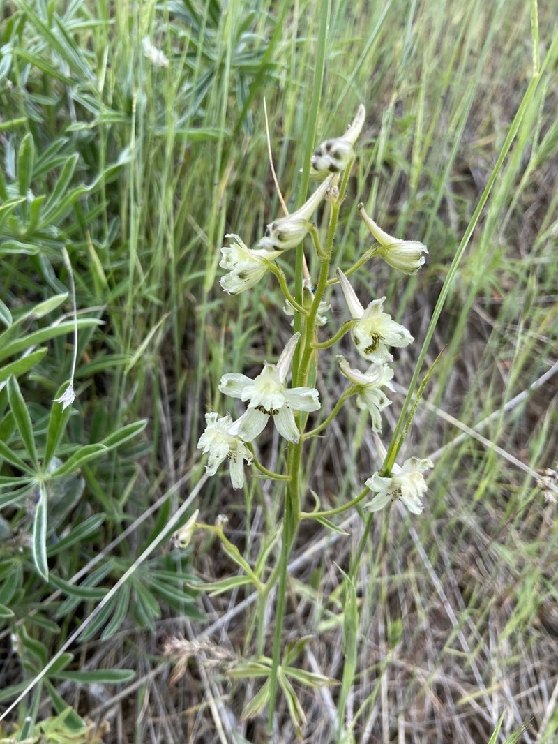 Yellow White Larkspur photo 4