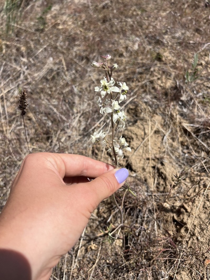 Yellow White Larkspur photo 5