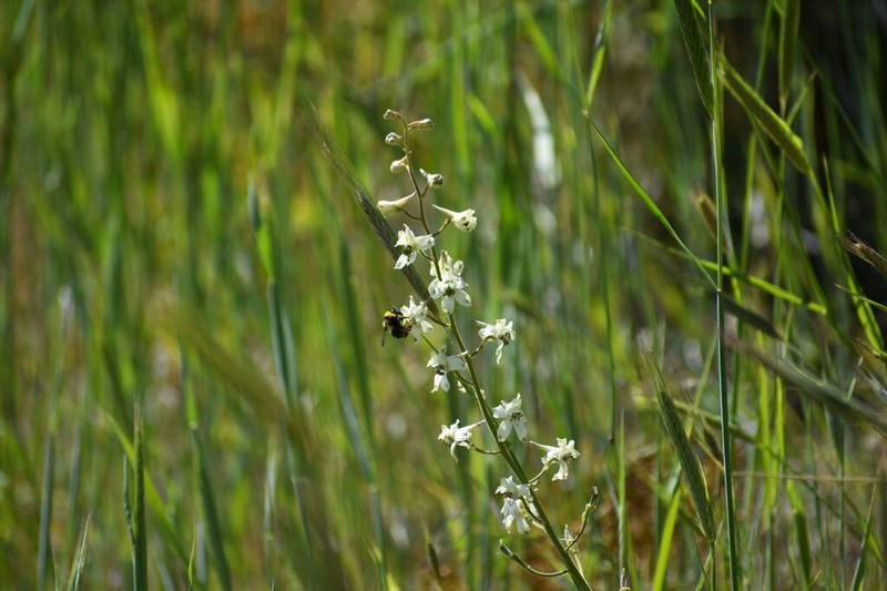 Yellow White Larkspur photo 6