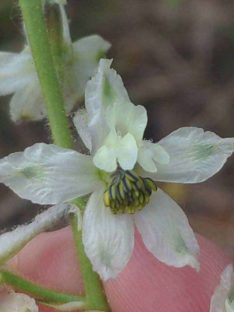 Yellow White Larkspur photo 7