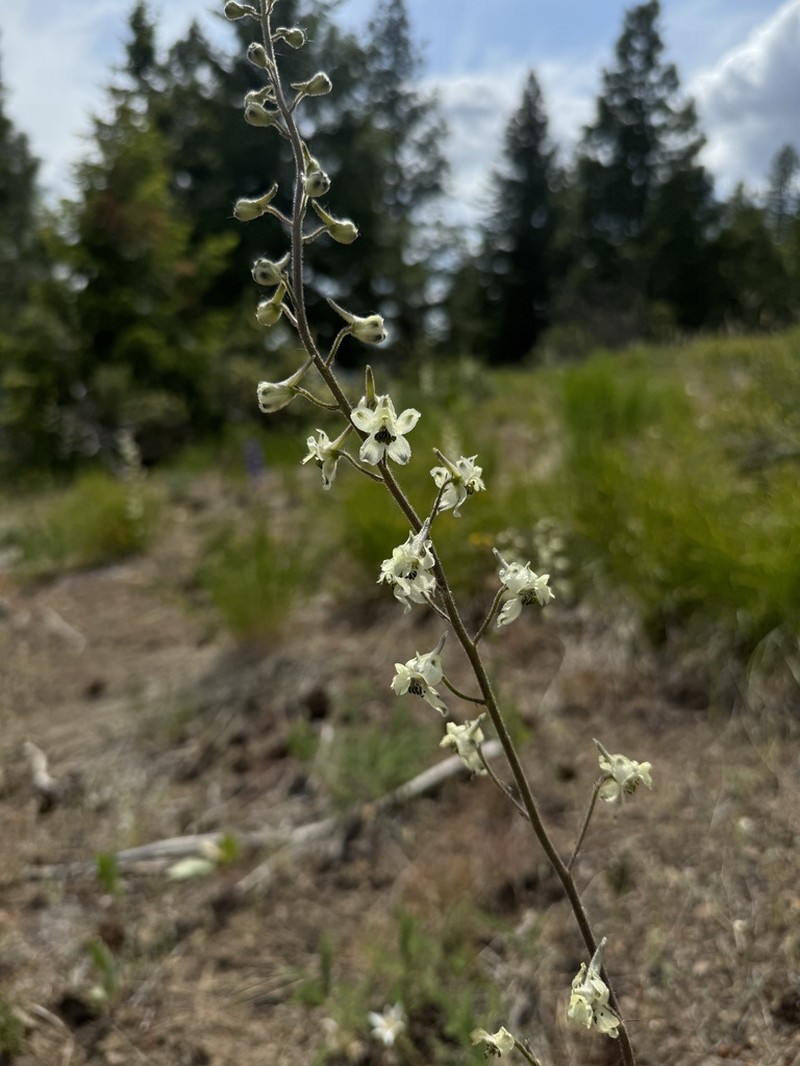 Yellow White Larkspur photo 8
