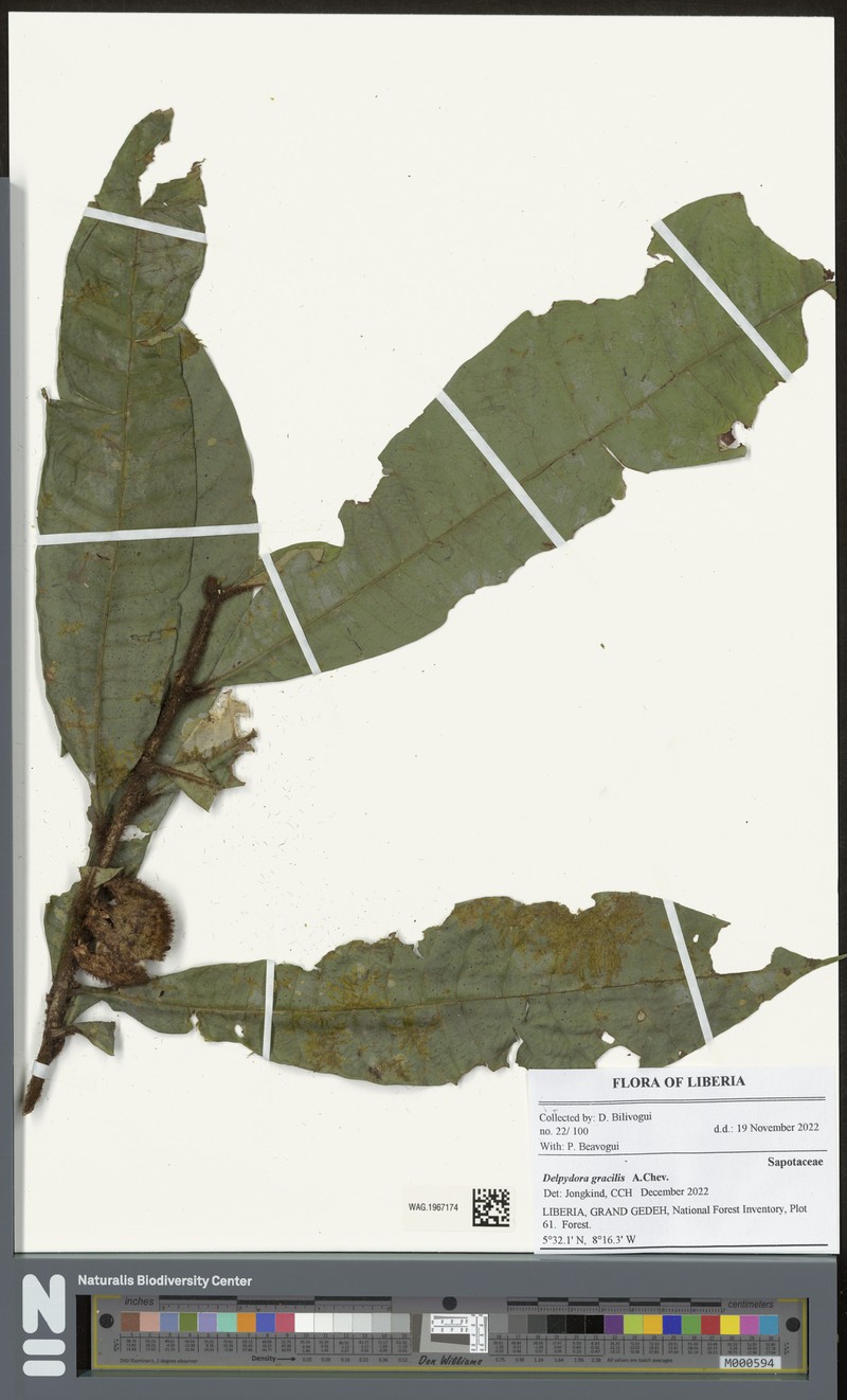 Delpydora gracilis