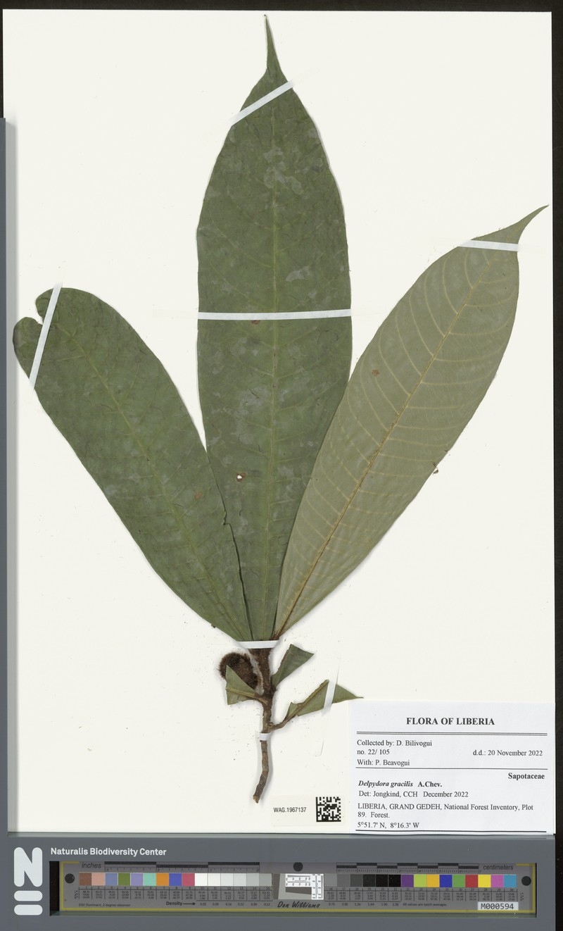 Delpydora gracilis photo 2