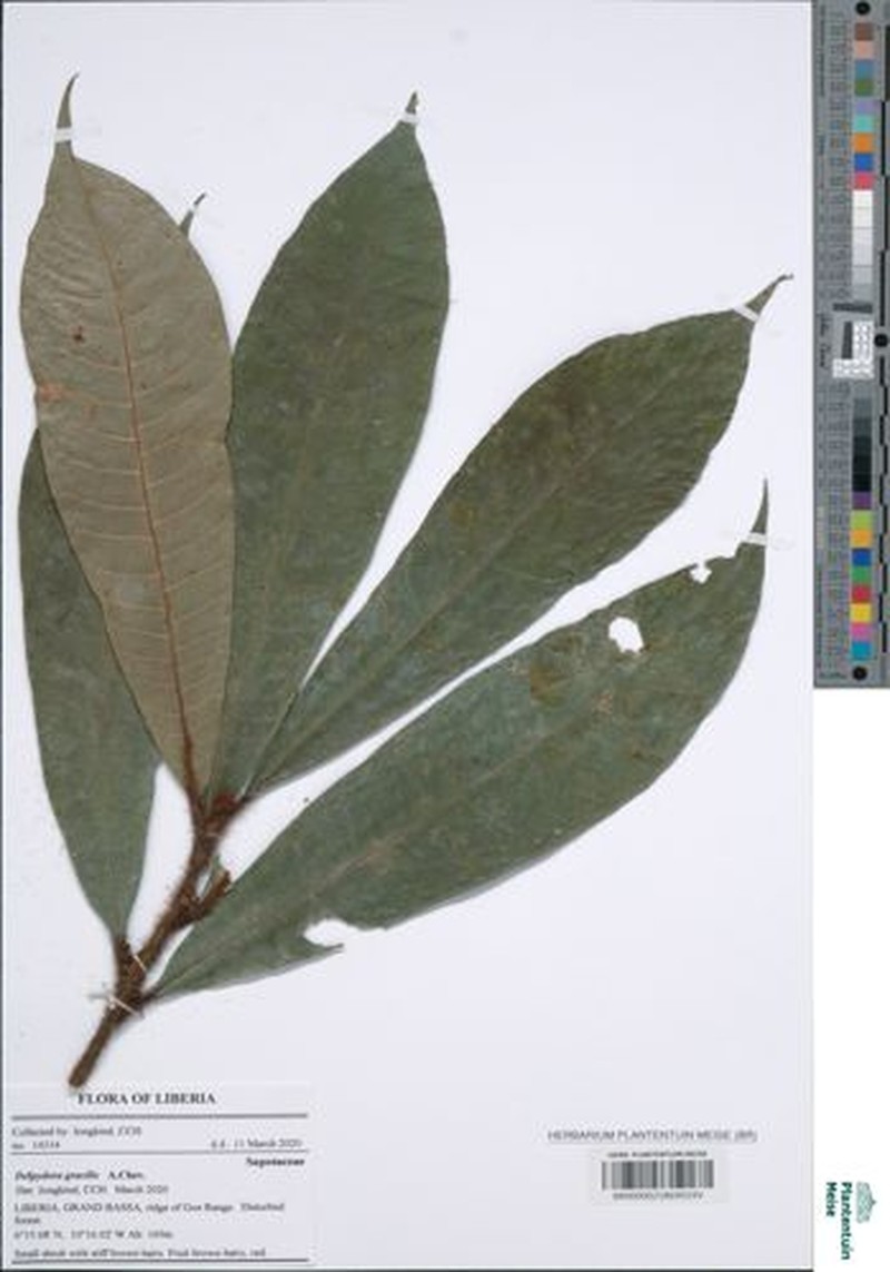Delpydora gracilis photo 3