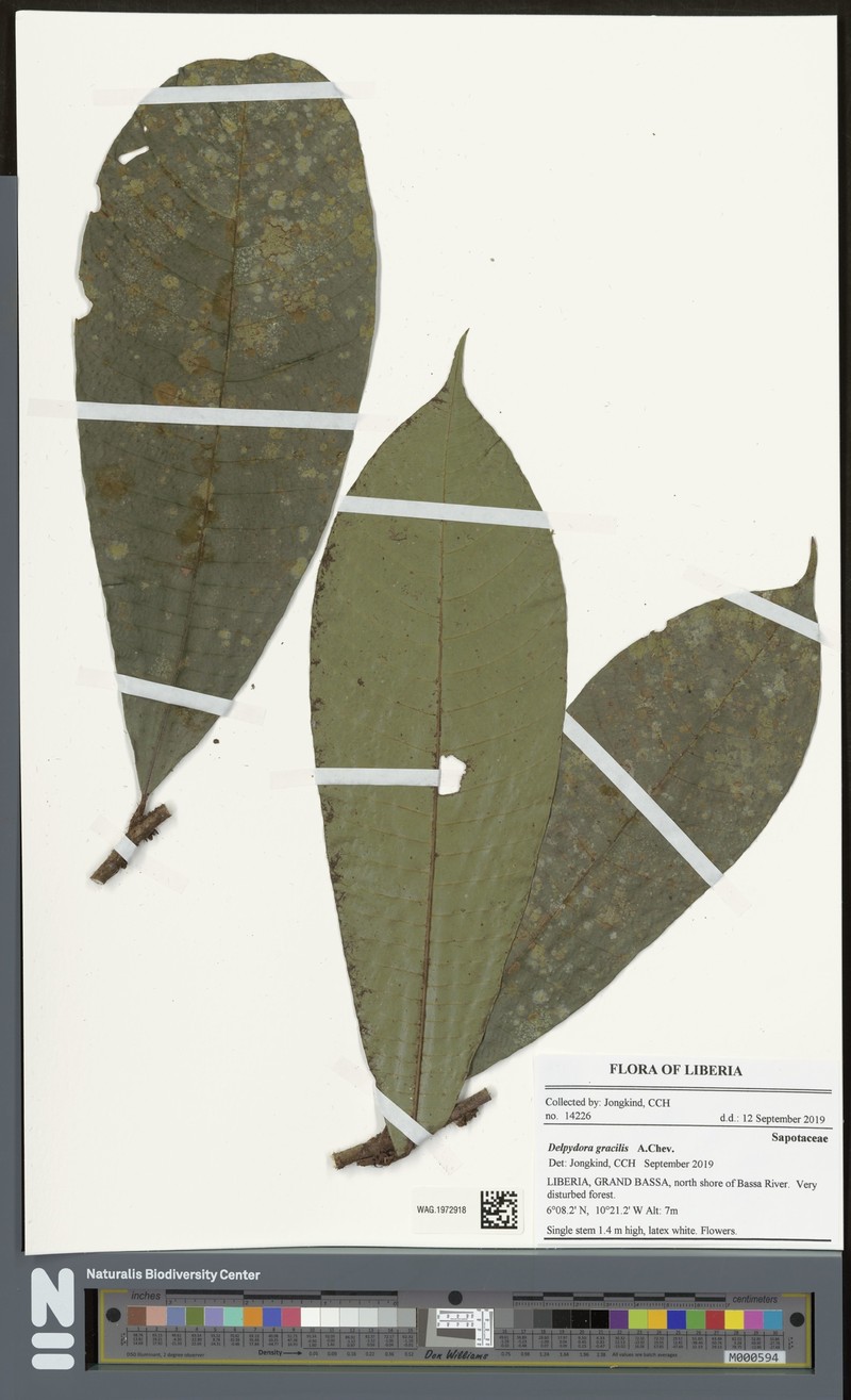 Delpydora gracilis photo 4