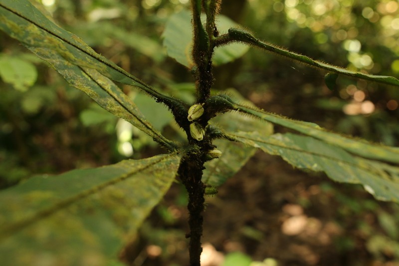 Delpydora macrophylla