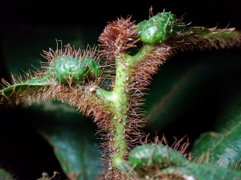Delpydora macrophylla photo 2