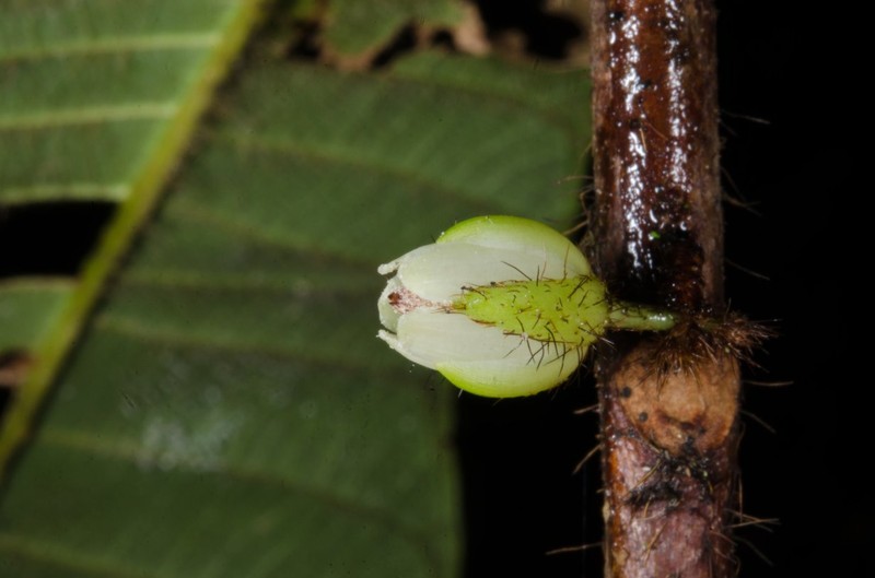 Delpydora macrophylla photo 3