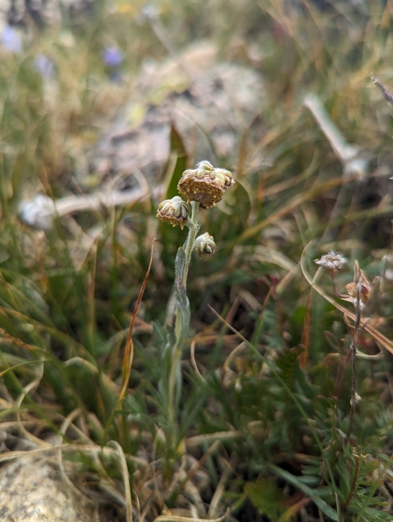 Patterson's Wormwood