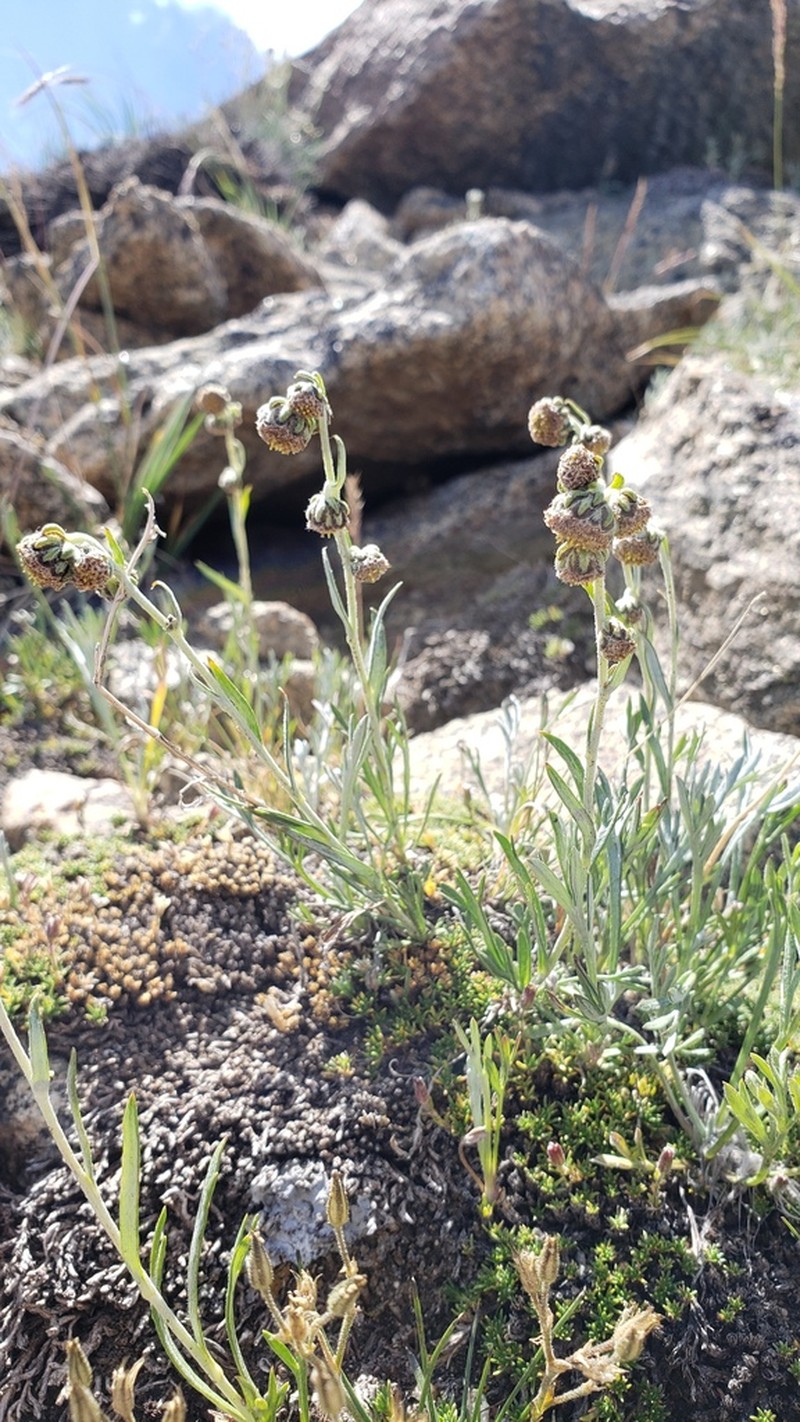 Patterson's Wormwood photo 3