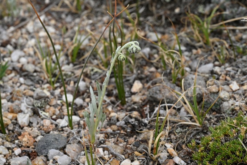 Patterson's Wormwood photo 4