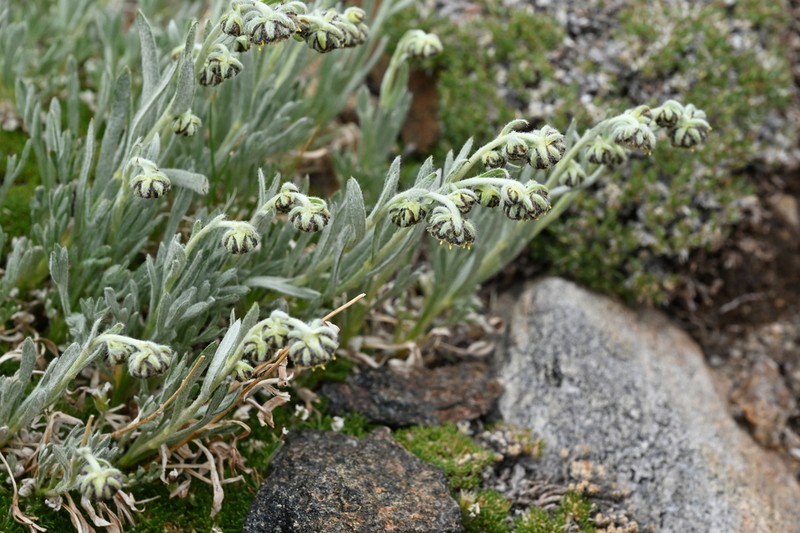 Patterson's Wormwood photo 6