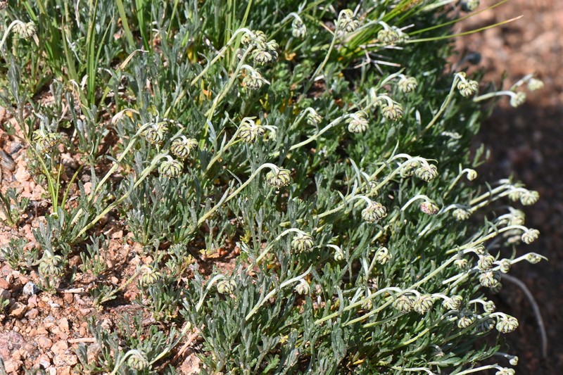 Patterson's Wormwood photo 7