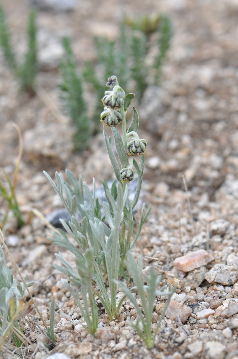 Patterson's Wormwood photo 8