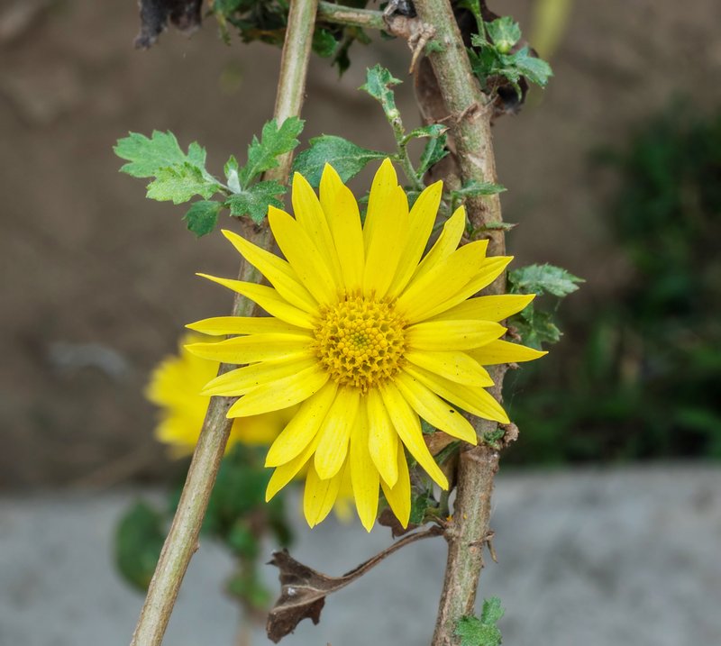 Dendranthema indicum