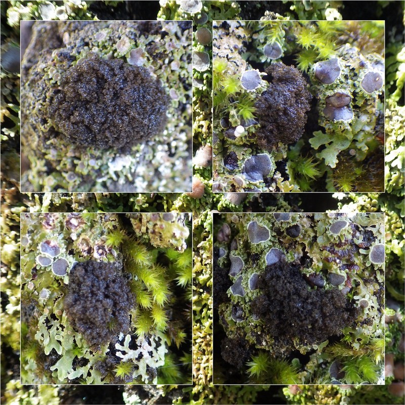 Dendriscocaulon umhausense