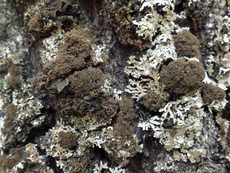 Dendriscocaulon umhausense photo 4