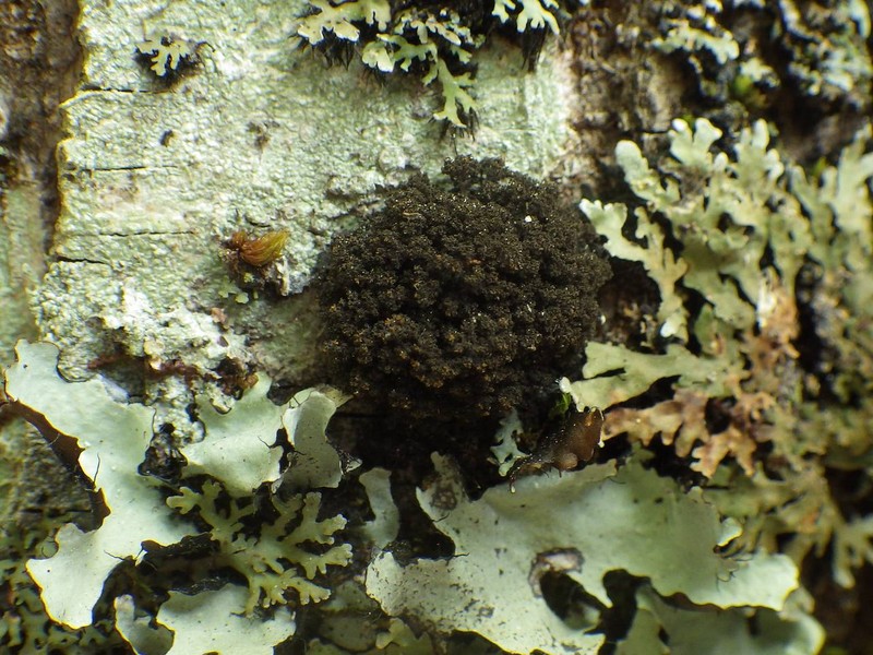 Dendriscocaulon umhausense photo 5