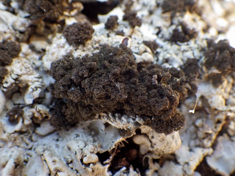 Dendriscocaulon umhausense photo 6