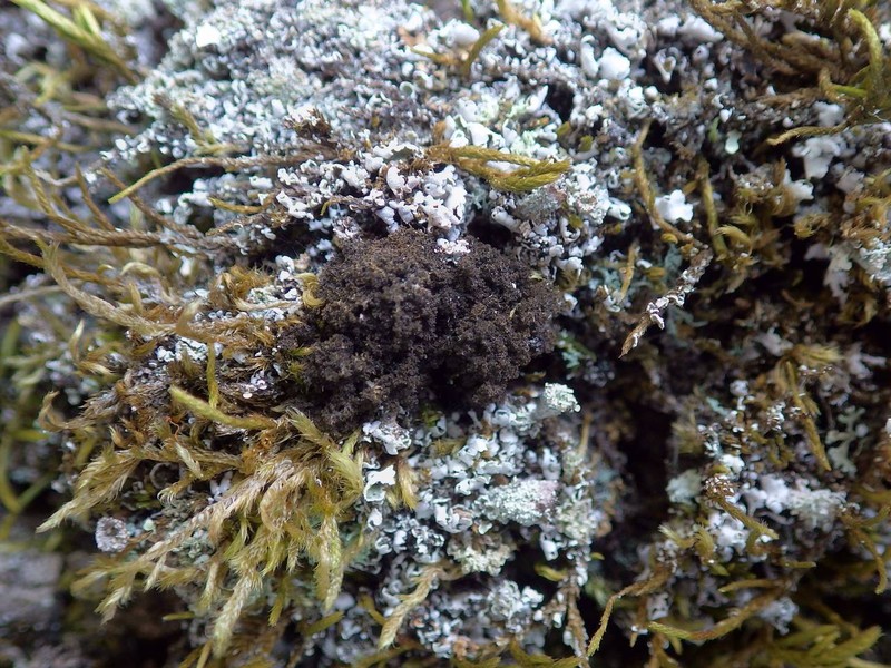 Dendriscocaulon umhausense photo 7