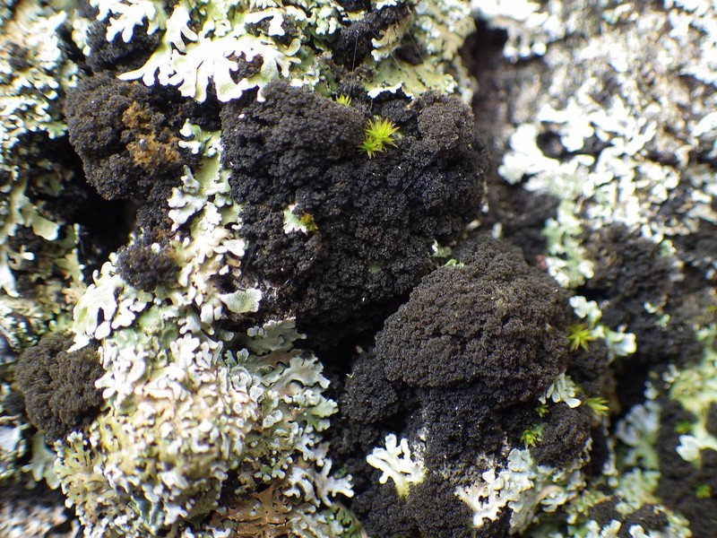 Dendriscocaulon umhausense photo 8