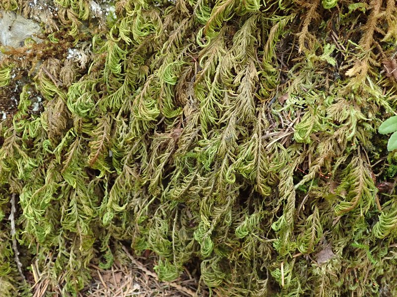 Dendroalsia Moss