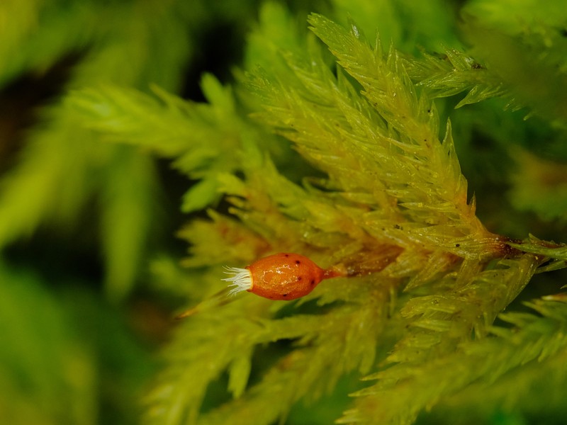 Dendroalsia Moss
