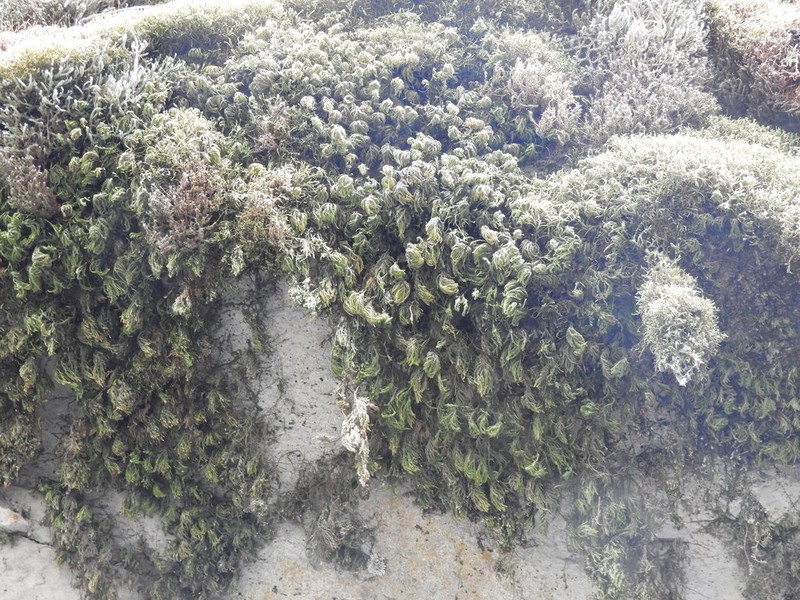 Dendroalsia Moss photo 2