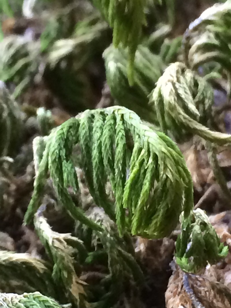 Dendroalsia Moss photo 3