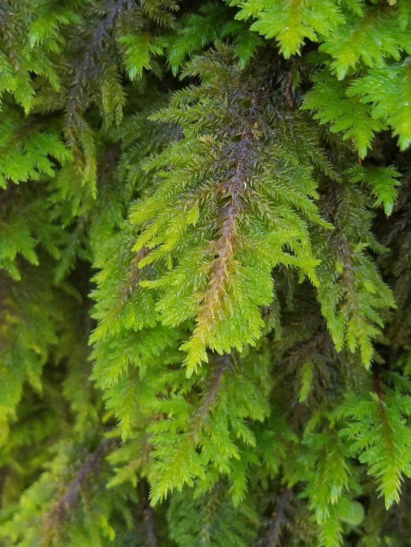 Dendroalsia Moss photo 4