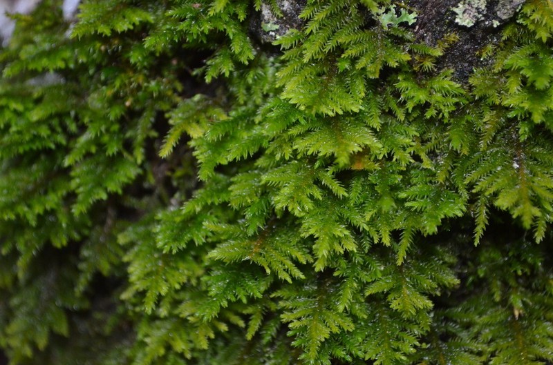 Dendroalsia Moss photo 5