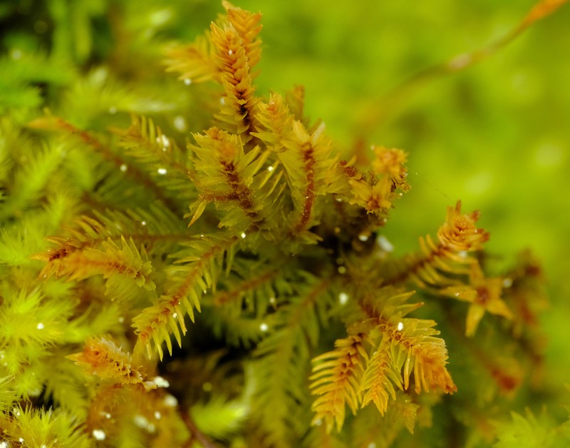 Dendroalsia Moss photo 6