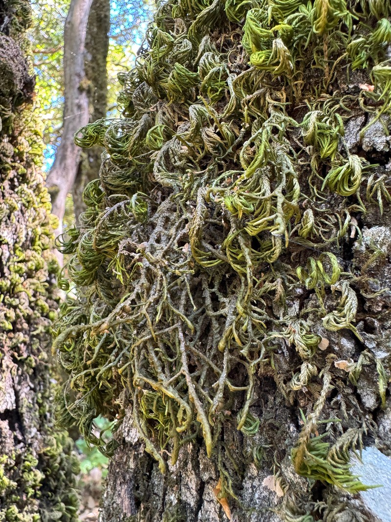 Dendroalsia Moss photo 7