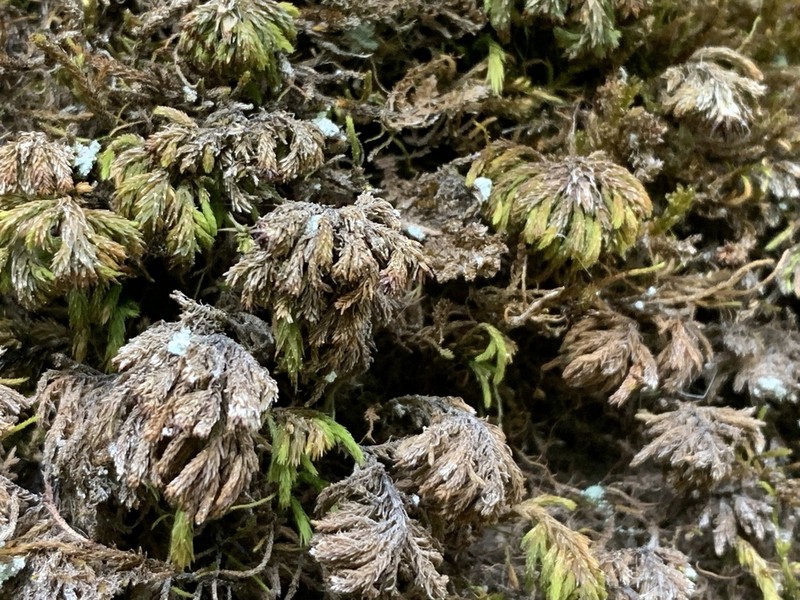 Dendroalsia Moss photo 8