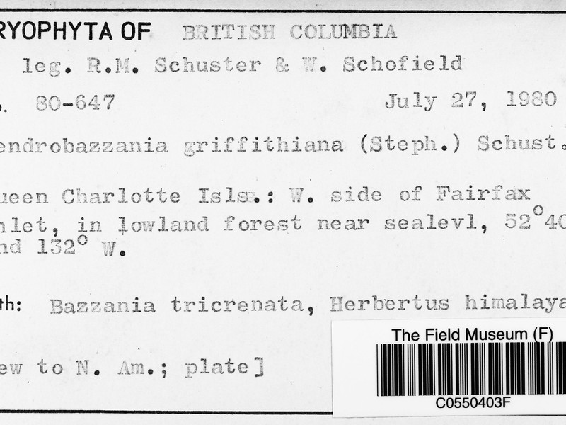 Dendrobazzania griffithiana