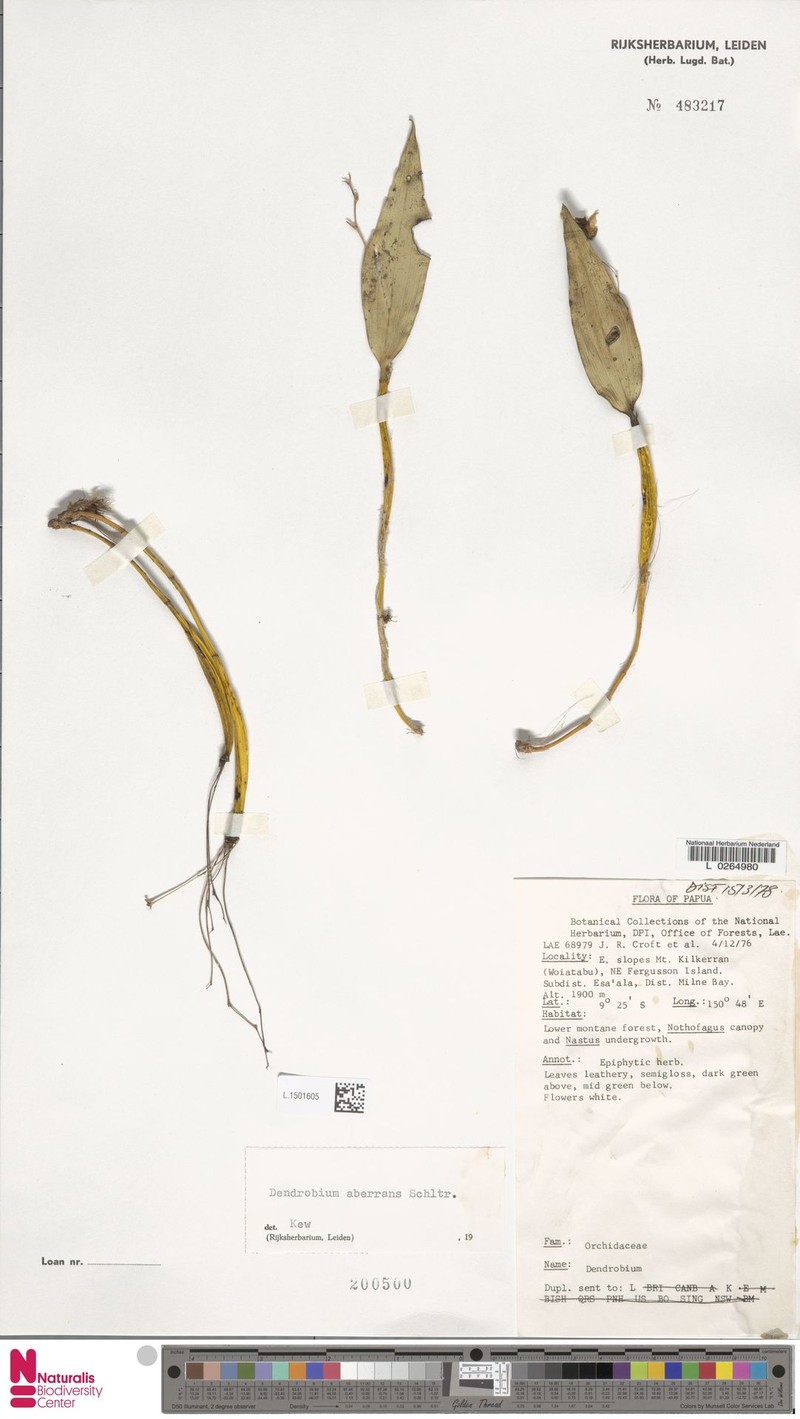 Dendrobium aberrans photo 2