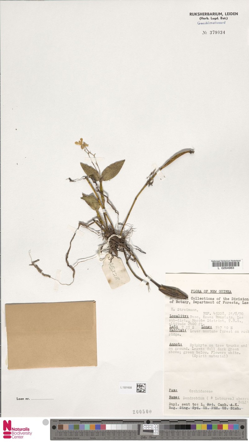 Dendrobium aberrans photo 3
