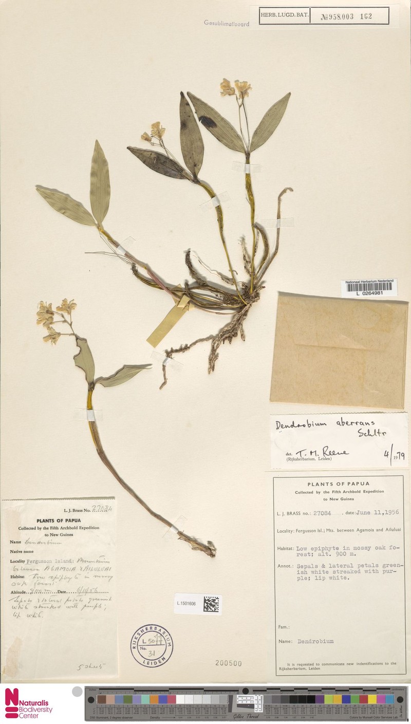 Dendrobium aberrans photo 4