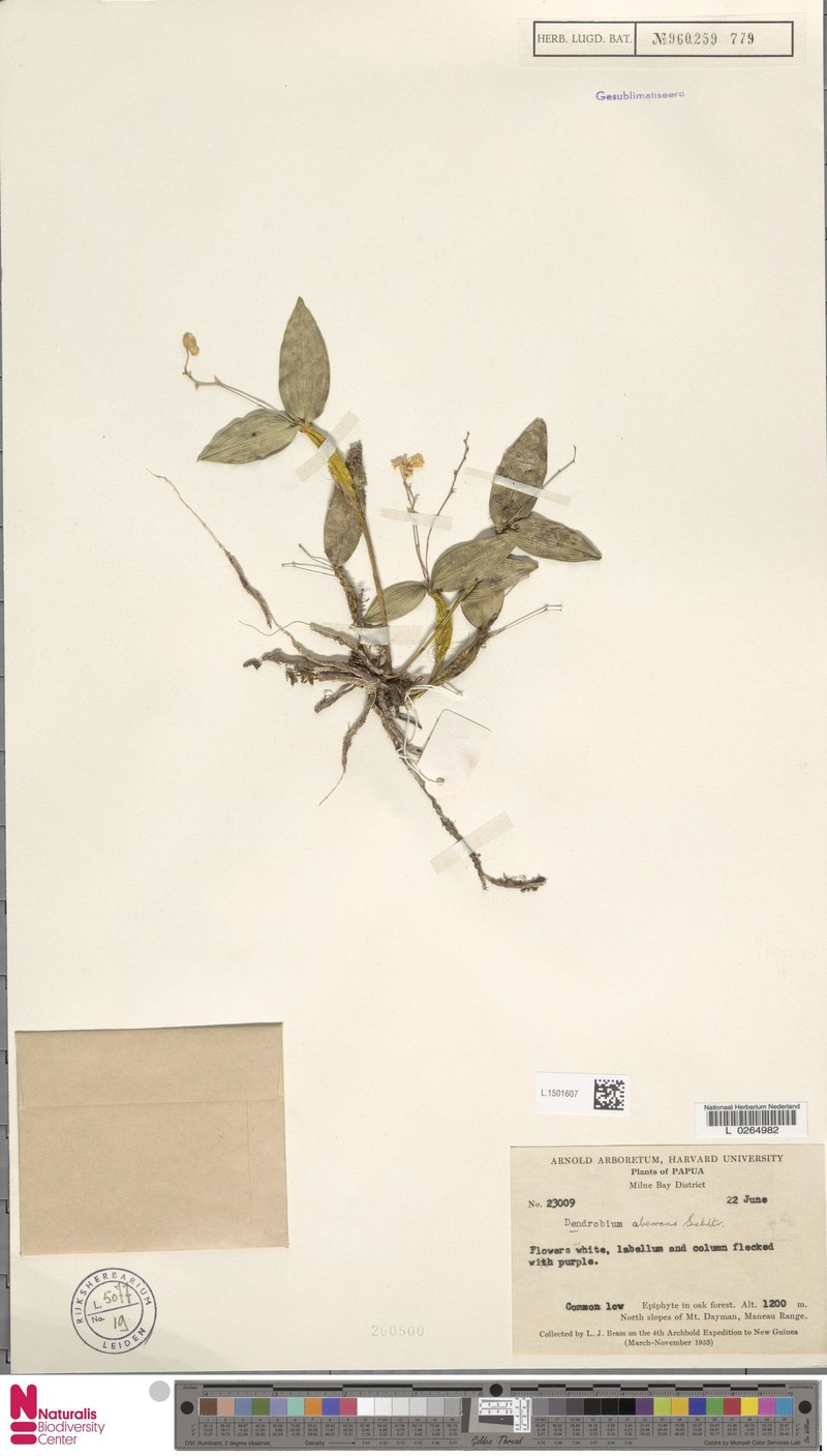 Dendrobium aberrans photo 5
