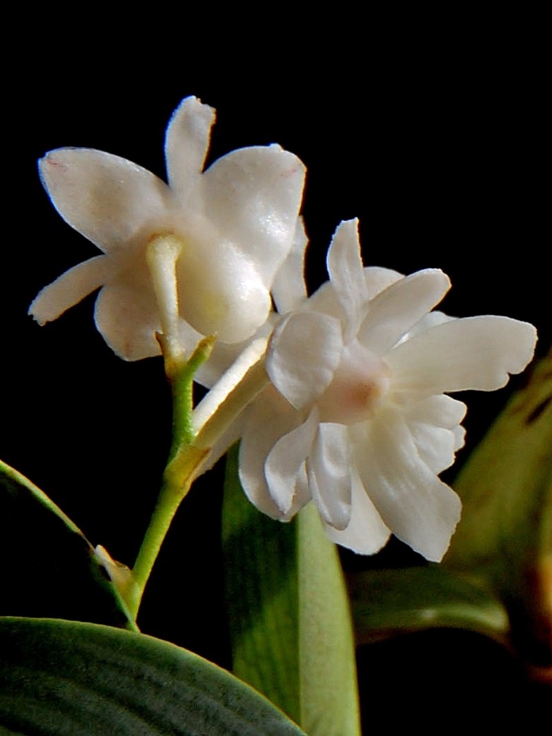 Dendrobium aberrans