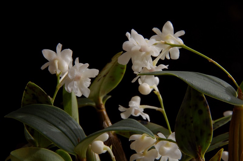 Dendrobium aberrans photo 6