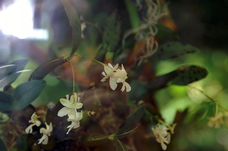Dendrobium aberrans photo 7