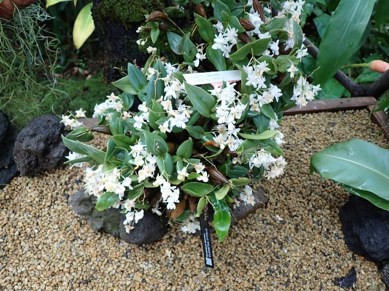 Dendrobium aberrans photo 8