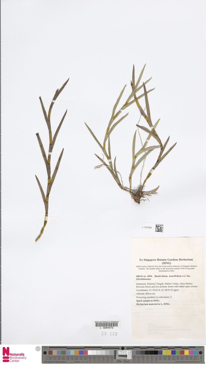 Dendrobium acaciifolium