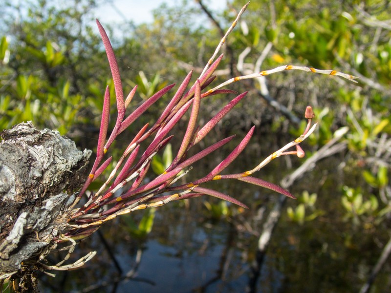 Dendrobium acerosum photo 2